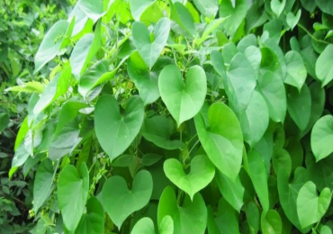 गुर्जो रोप्ने अभियान सुरु   